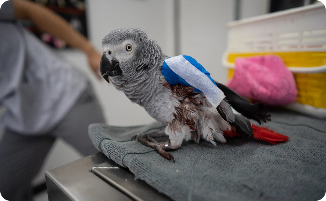 Atendimento para pets exóticos e silvestres